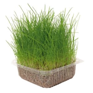Hierba natural para gatos